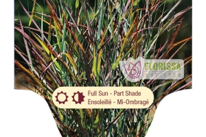 Grass Panicum 'Hot Rod' New 2025